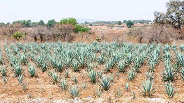 Tequila aus der Blauen Agave – Mexiko im Reich der Edelspirituosen