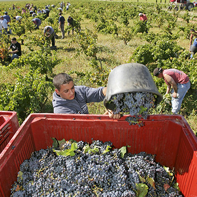 ullrich-frankreich-weinlese-525-400