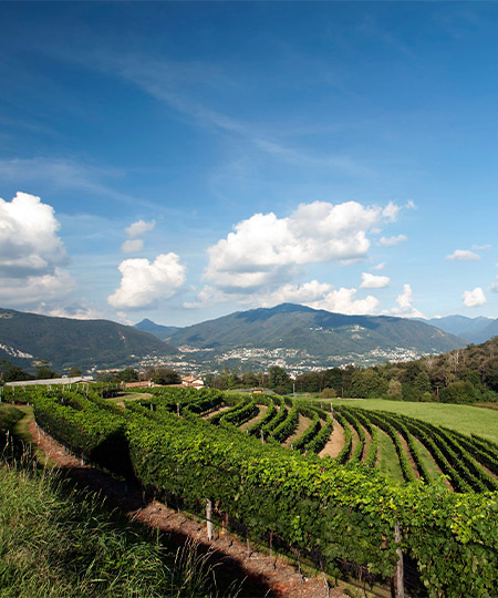 Gialdi_Weingut_450x540