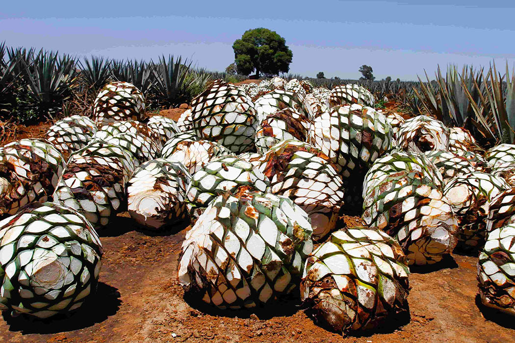 Ocho%20Tequila-Mexico